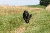 SCHIPPERKE 044